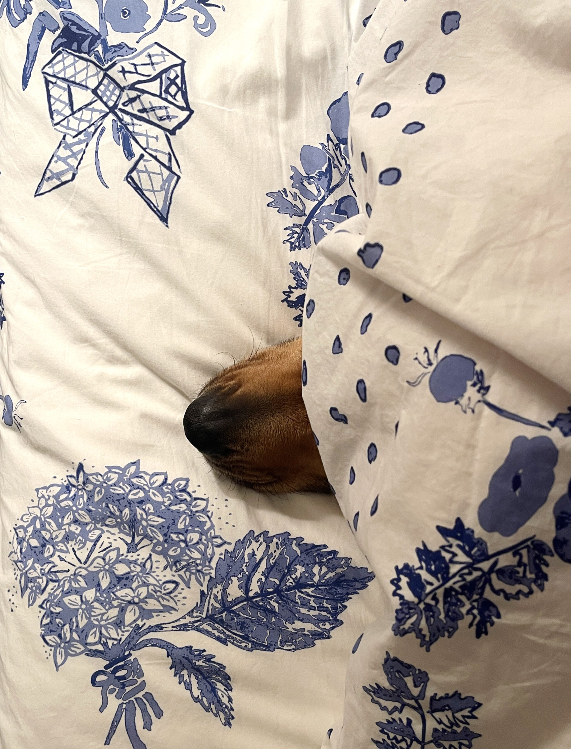 Brown dog nose snuggling in blue white floral bed