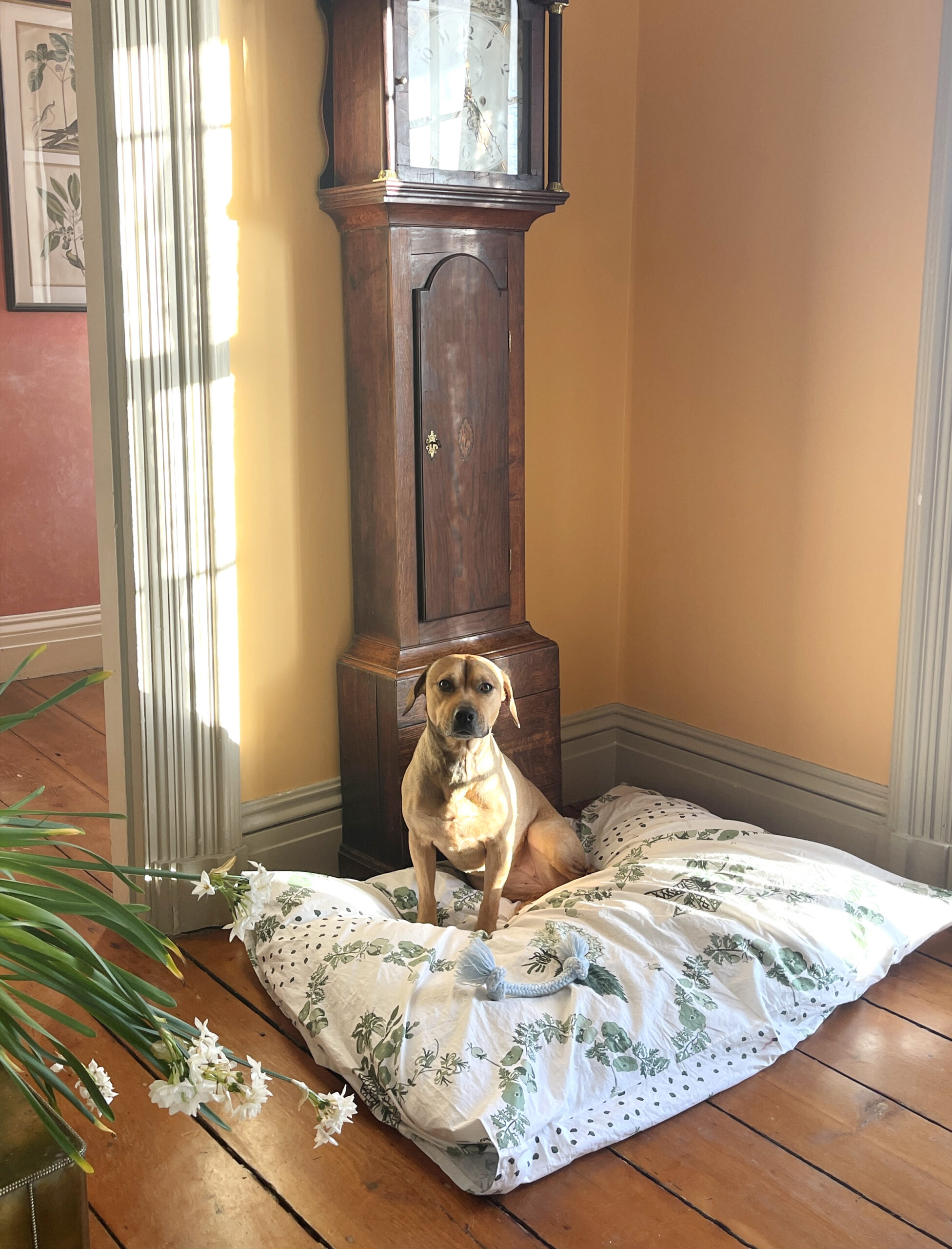 Agatha a brown dog sitting on a chintz dog bed near a grandfather clock