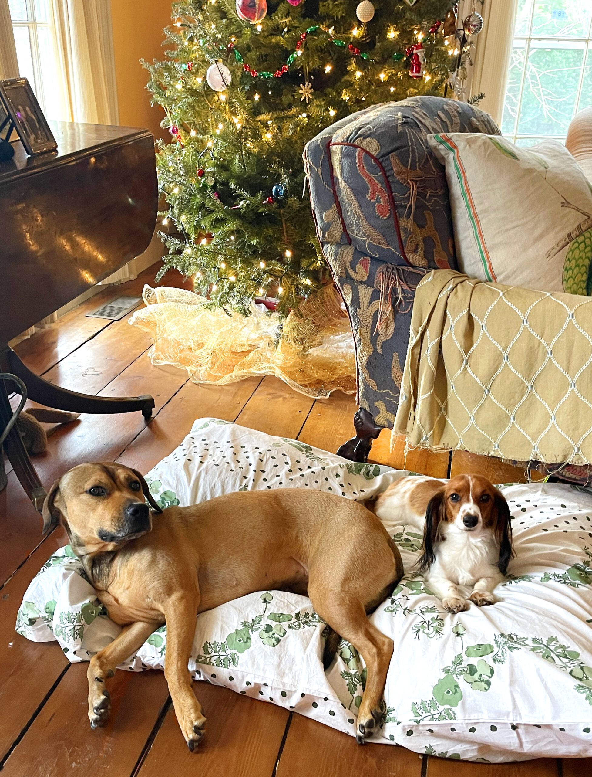 One large brown dog and one small white and brown dog sitting on a chintz dog bed next to a tattered blue tapestry armchair, near a Christmas tree.